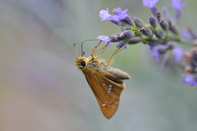 イチモンジセセリ